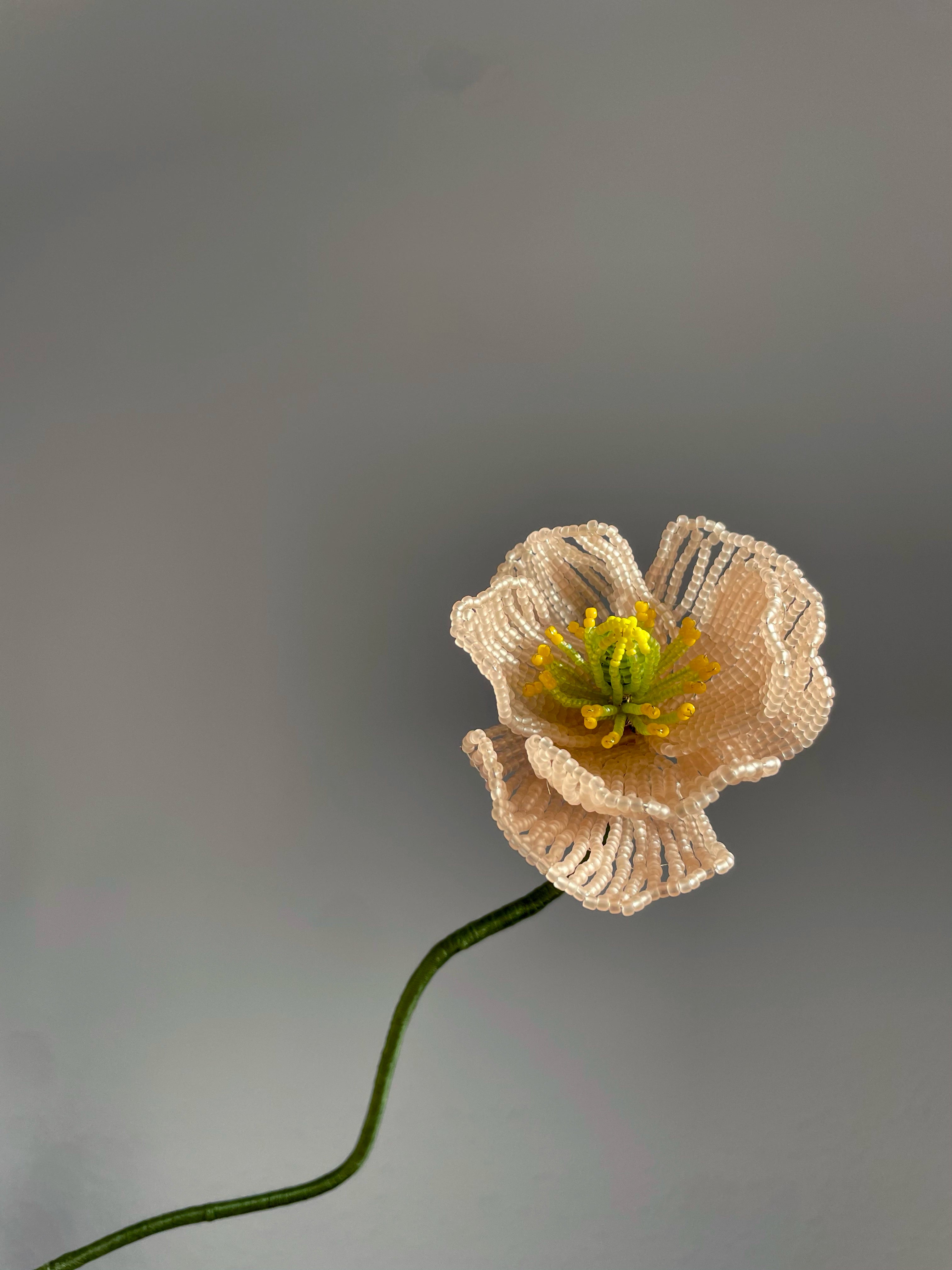 Icelandic poppy